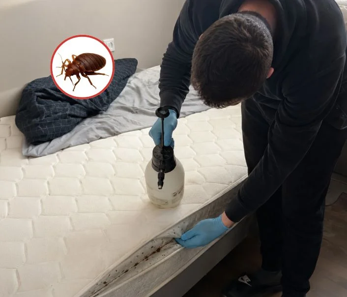 Technicien traitant un matelas contre les punaises de lit à Choisy-en-Brie